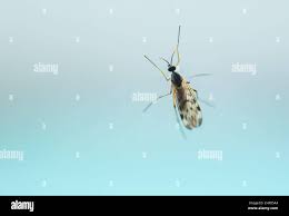 Attēlu rezultāti vaicājumam “Sylvicola sp.”