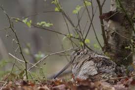 Attēlu rezultāti vaicājumam “Scolopax rusticola nest”