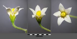 Attēlu rezultāti vaicājumam “Solanum nigrum flower”