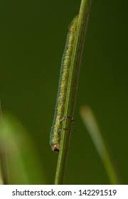 Attēlu rezultāti vaicājumam “Gilpinia”