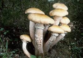 Attēlu rezultāti vaicājumam “Armillaria sp.”