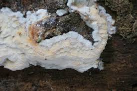 Attēlu rezultāti vaicājumam “Skeletocutis stellae”