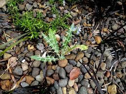 Image result for Ptilostemon afer