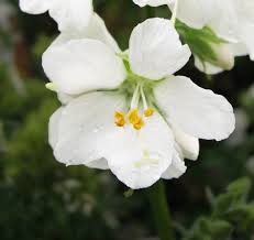 Image result for Polemonium coeruleum album