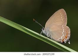 Attēlu rezultāti vaicājumam “Satyrium ilicis”