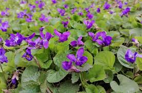 Attēlu rezultāti vaicājumam “Viola odorata flower”