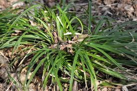 Attēlu rezultāti vaicājumam “Carex pilosa flower”