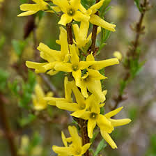 Attēlu rezultāti vaicājumam “Forsythia viridissima flower”
