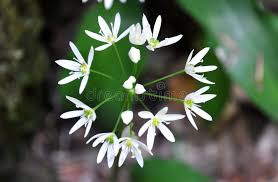 Attēlu rezultāti vaicājumam “Allium ursinum flower”