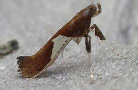 Attēlu rezultāti vaicājumam “Caloptilia stigmatella”