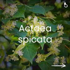 Attēlu rezultāti vaicājumam “Actaea spicata flower”