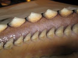 Image result for Huso brevirostrum