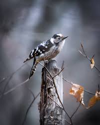 Attēlu rezultāti vaicājumam “Dendrocopos minor female”