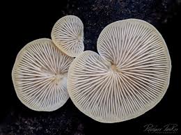 Attēlu rezultāti vaicājumam “Crepidotus versutus”