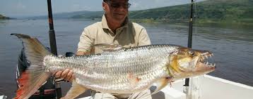 Image result for Goliath Tigerfish