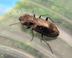 Attēlu rezultāti vaicājumam “Notiophilus biguttatus”