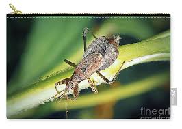 Attēlu rezultāti vaicājumam “Himacerus apterus”