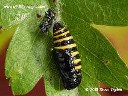 Attēlu rezultāti vaicājumam “Abraxas grossulariata larva”