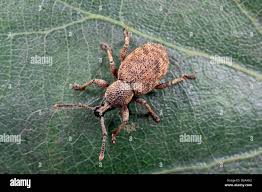 Attēlu rezultāti vaicājumam “Polydrusus tereticollis”