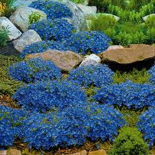 Image result for Glockenblumen