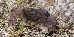 Attēlu rezultāti vaicājumam “Sorex sp.”