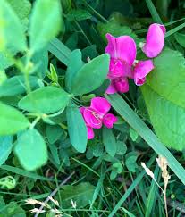 Attēlu rezultāti vaicājumam “Lathyrus tuberosus leaf”