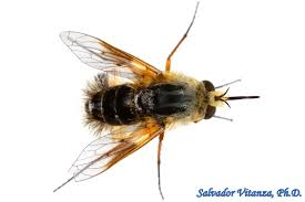 Attēlu rezultāti vaicājumam “Bombyliidae”