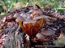 Attēlu rezultāti vaicājumam “Mycena renati”