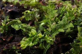 Attēlu rezultāti vaicājumam “Chiloscyphus”