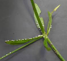 Attēlu rezultāti vaicājumam “Physarum xanthinum macro”