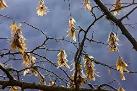 Attēlu rezultāti vaicājumam “Carpinus betulus fruit”
