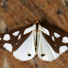 Attēlu rezultāti vaicājumam “Aphis confusa”