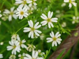 Attēlu rezultāti vaicājumam “Stellaria holostea flower”