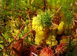 Attēlu rezultāti vaicājumam “Badhamia lilacina”