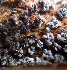 Attēlu rezultāti vaicājumam “Physarum compressum”