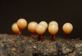 Attēlu rezultāti vaicājumam “Craterium leucocephalum”