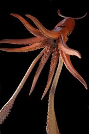 Image result for Dosidicus gigas