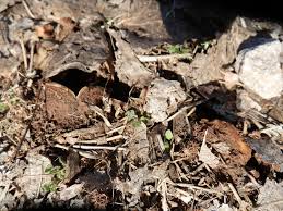 Attēlu rezultāti vaicājumam “Geopora arenicola”