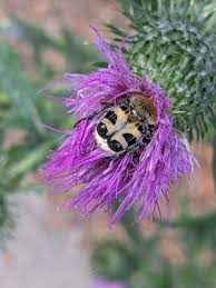 Attēlu rezultāti vaicājumam “Trichius fasciatus imago”