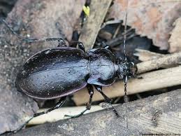 Attēlu rezultāti vaicājumam “Carabus nemoralis”