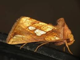 Attēlu rezultāti vaicājumam “Plusia festucae”