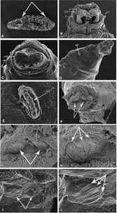 Attēlu rezultāti vaicājumam “Aphrophoridae imago”