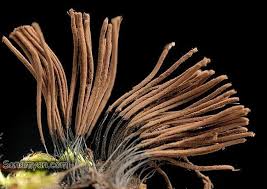 Attēlu rezultāti vaicājumam “Stemonitis axifera stalked”