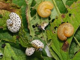 Attēlu rezultāti vaicājumam “Tenthredo scrophulariae larva”