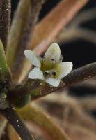 Attēlu rezultāti vaicājumam “Limosella aquatica leaf”