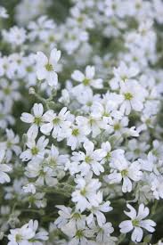 Attēlu rezultāti vaicājumam “Cerastium tomentosum leaf”