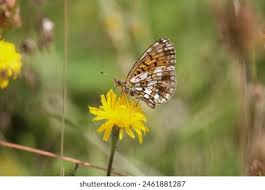 Attēlu rezultāti vaicājumam “Clossiana selene underside”