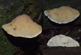 Attēlu rezultāti vaicājumam “Postia caesia”