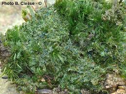 Attēlu rezultāti vaicājumam “Mniaecia jungermanniae”