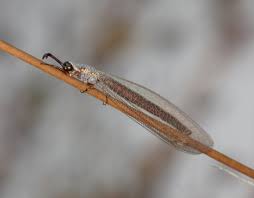 Attēlu rezultāti vaicājumam “Myrmeleontidae”
